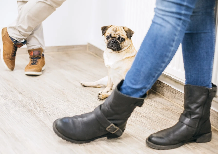 Bürohund Emma sitzt verträumt zwischen den VKS Kolleg:innen und nimmt an einer Besprechung teil. 