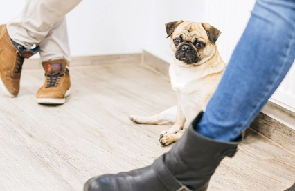 Bürohund Emma sitzt verträumt zwischen den VKS Kolleg:innen und nimmt an einer Besprechung teil. 